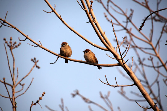 树木 麻雀 鸟 家