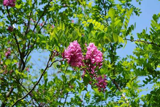 紫色槐花树