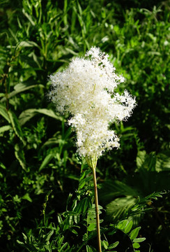 大兴安岭野生植物 蚊子草