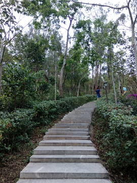 山间登山道