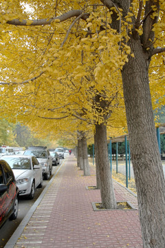 银杏树 辽宁大学