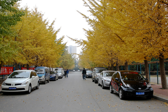 银杏树 辽宁大学