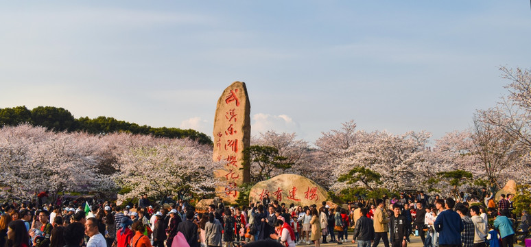 东湖樱花