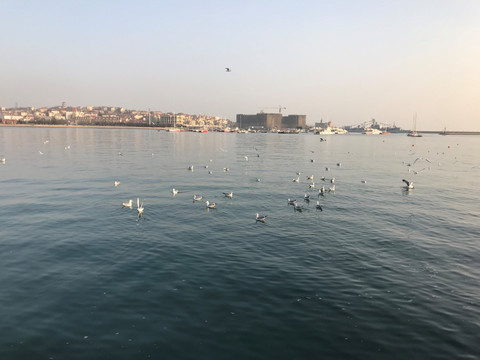 海鸥 青岛风景