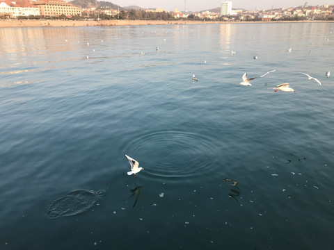 海鸥 青岛风景