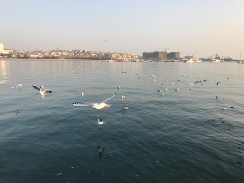 海鸥 青岛风景