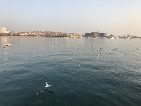 海鸥 青岛风景