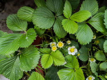 草莓植株