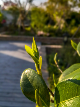 绿叶背景素材 茶芽 绿芽