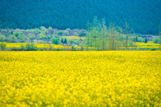 吕梁圣人窝油菜花地