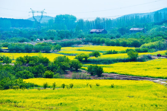 吕梁圣人窝油菜花地