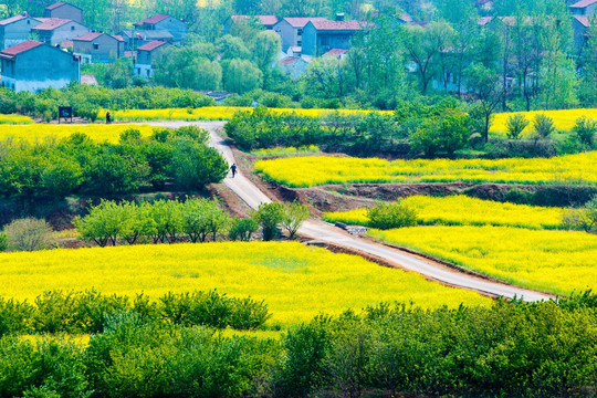 吕梁圣人窝油菜花地