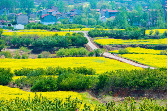 吕梁圣人窝油菜花地