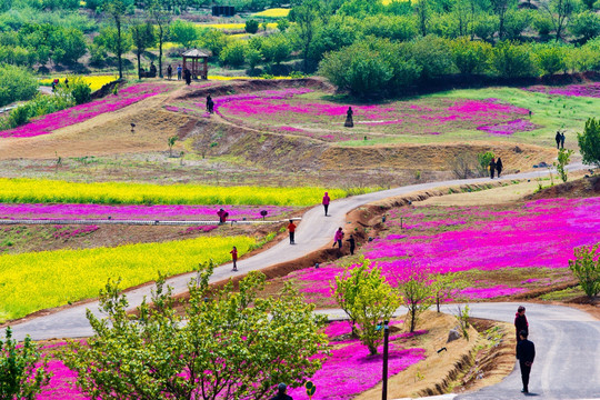 吕梁圣人窝油菜花地