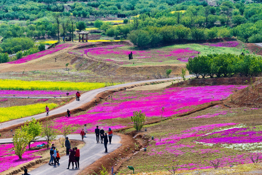 吕梁圣人窝油菜花地