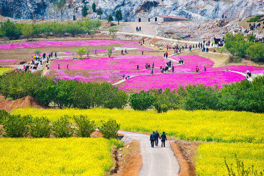 吕梁圣人窝油菜花地