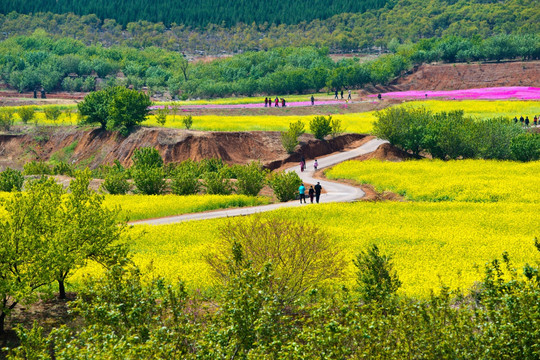 吕梁圣人窝油菜花地