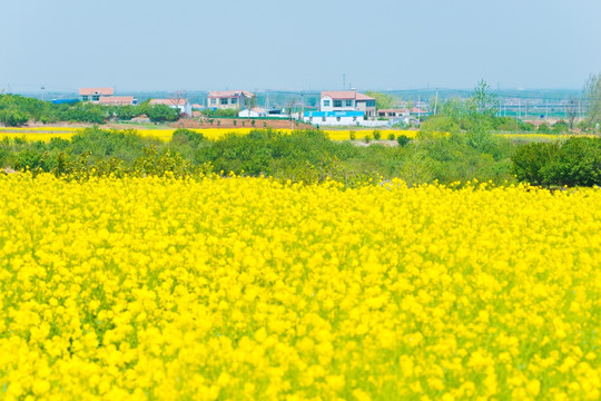 吕梁圣人窝油菜花地