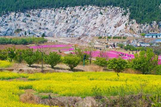 吕梁圣人窝油菜花地