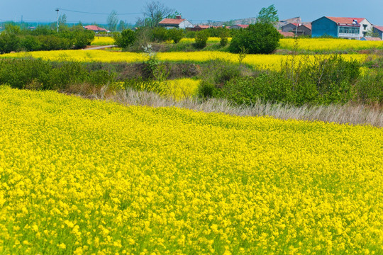 吕梁圣人窝油菜花地