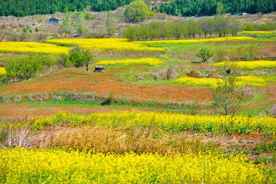 吕梁圣人窝油菜花地