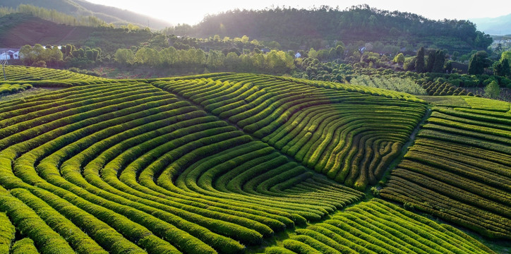 茶园风光