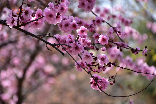 梅花盛开