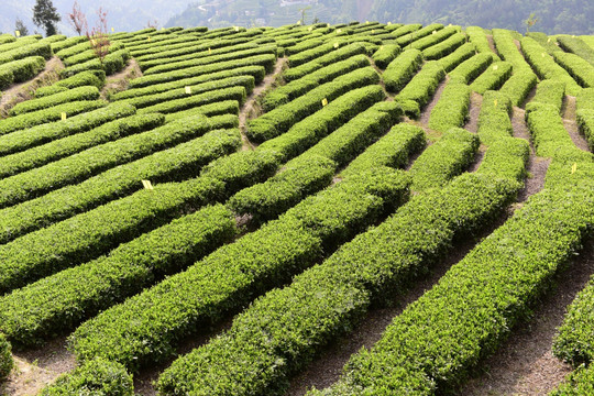 茶叶种植