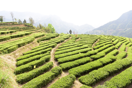 茶叶种植