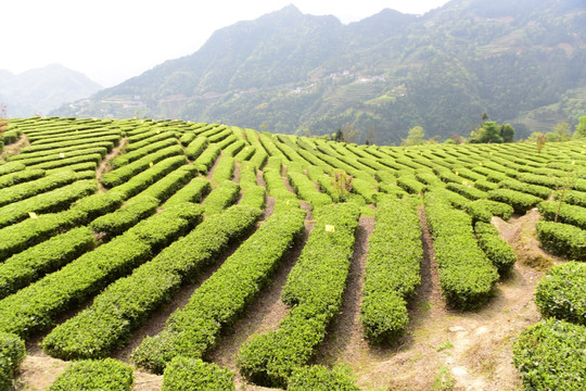 茶叶种植