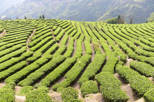 明前茶茶叶