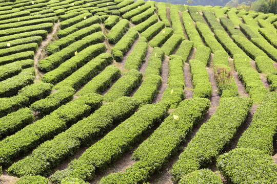 明前茶茶叶