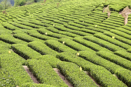 明前茶茶叶