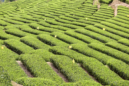 明前茶茶叶