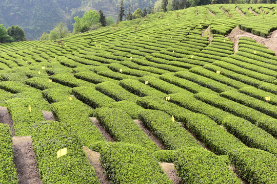 明前茶茶叶