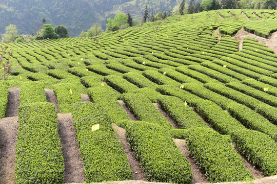 明前茶茶叶