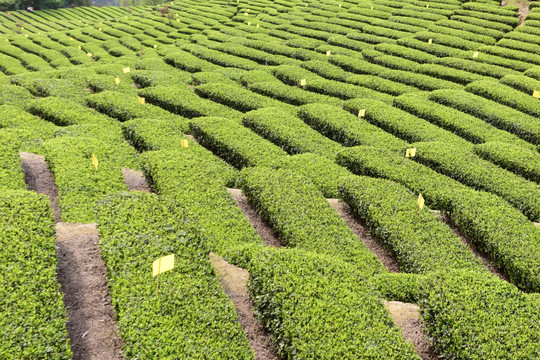 明前茶茶叶