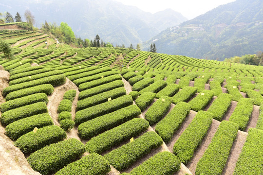 茶园风景