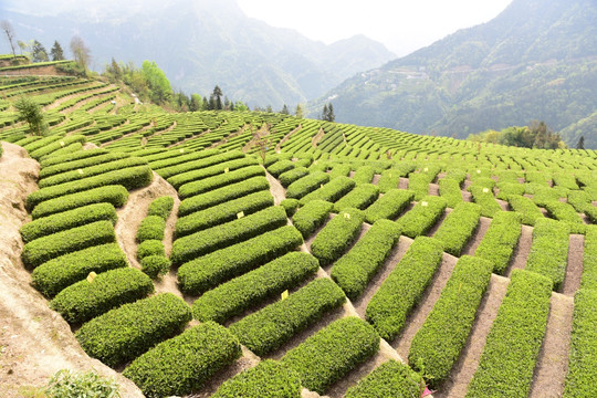明前茶茶葉