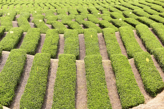 明前茶茶叶