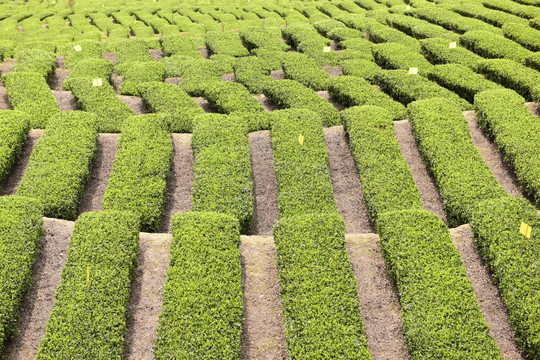 明前茶茶叶