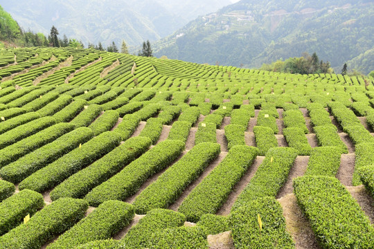 明前茶茶叶