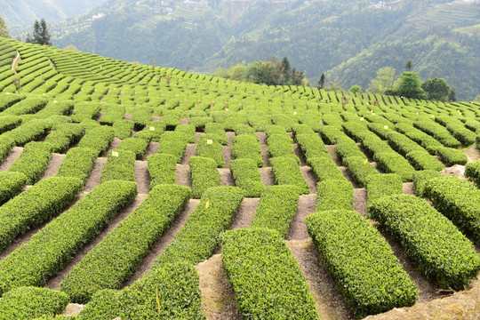 明前茶茶叶