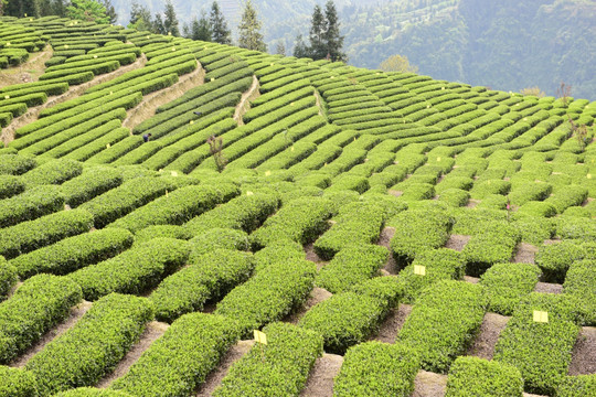 明前茶茶叶