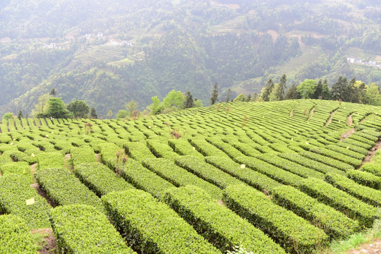 茶山茶树