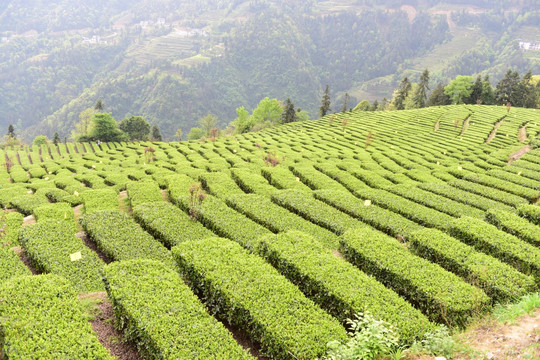 茶山茶树