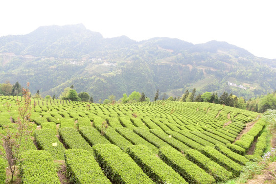 茶山茶树