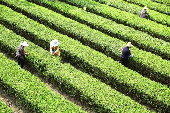 茶叶采摘