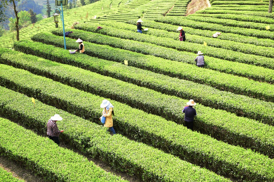 茶叶采摘