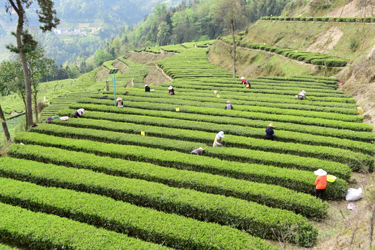 茶叶采摘